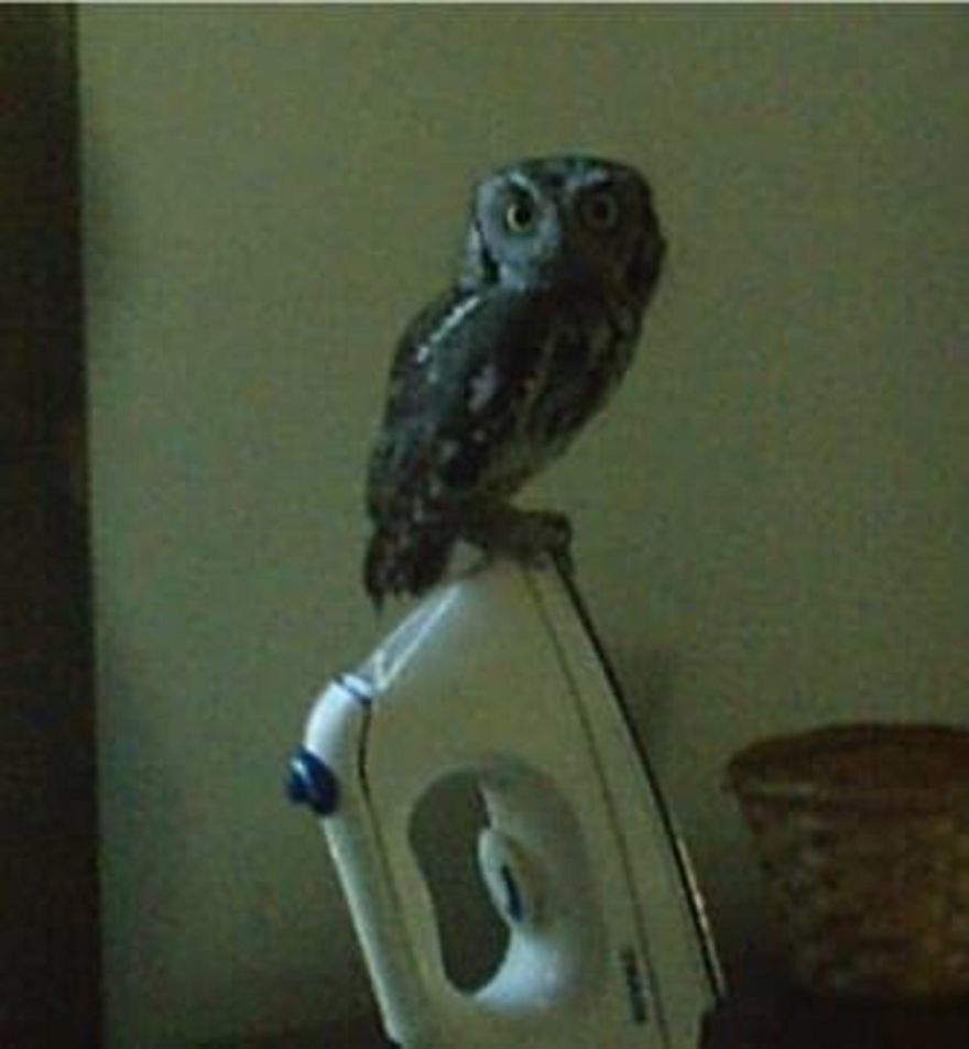 There Weren't Any Windows Opened, But Somehow This Little Guy Ended Up On My Iron.