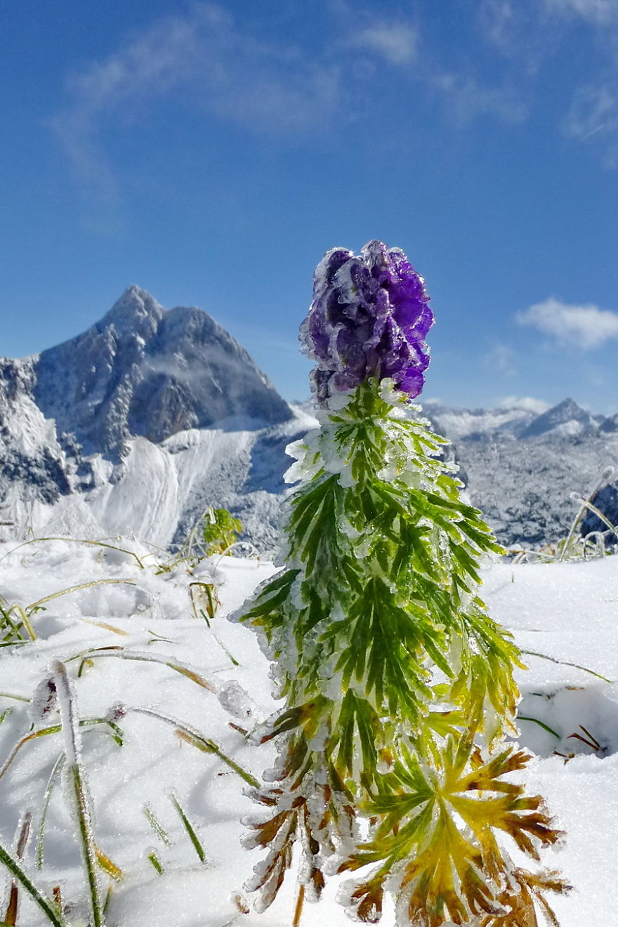 Rainbow Ice Flower