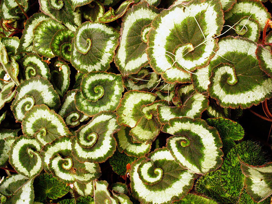 Spiral Begonia