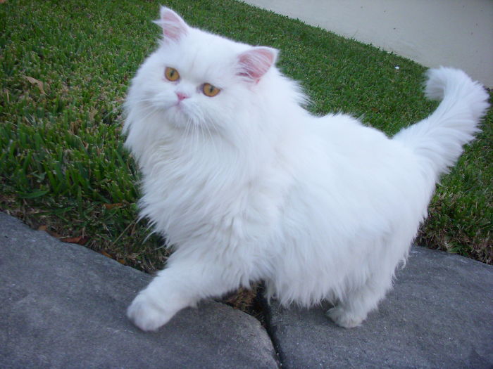 Persian Cat