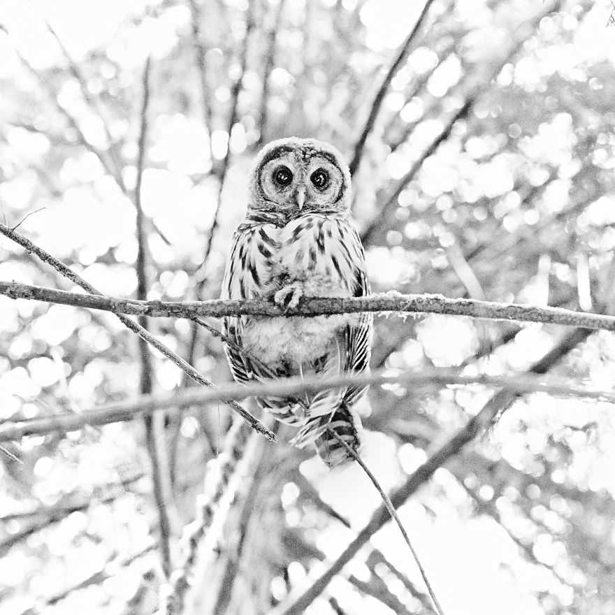 Presence - Barred Owl, Suquamish, Wa