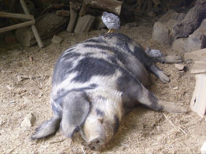 Pötty Ödon The Pig And The Cicken's