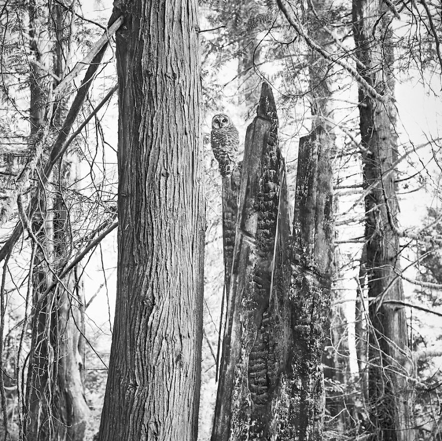 Rising From Ashes - Barred Owl, Suquamish, Wa