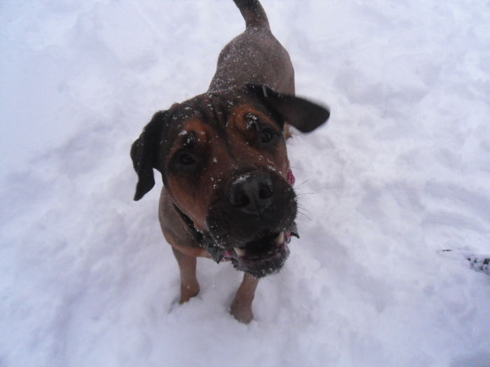 Doggie Loves The Snowww