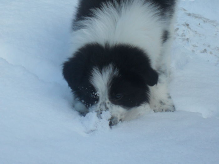 Shadow Checking Out The Snow
