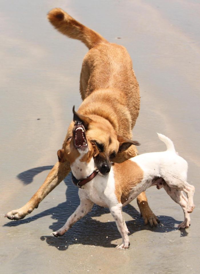 He Lived To See Another Day. Actually They Are Best Friends.