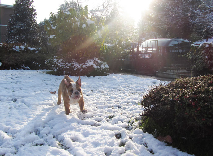 This English Bulldog Runs Into The Snow For The First Time