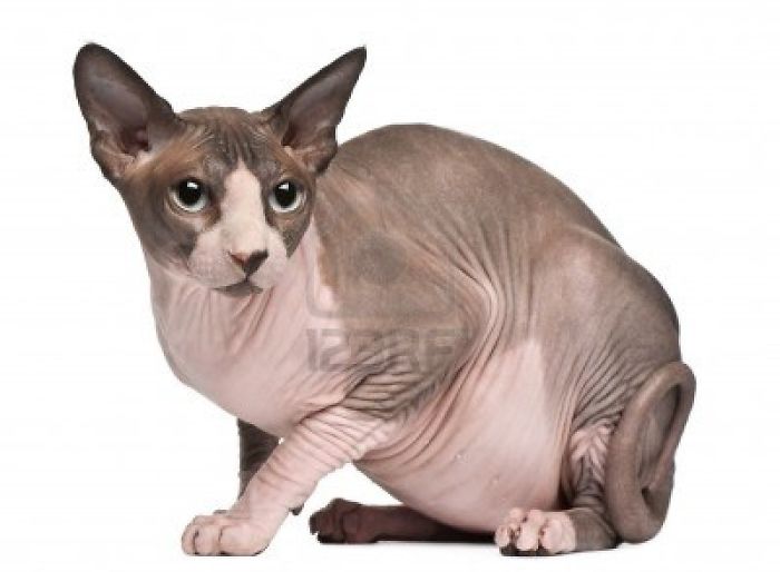 Sphynx