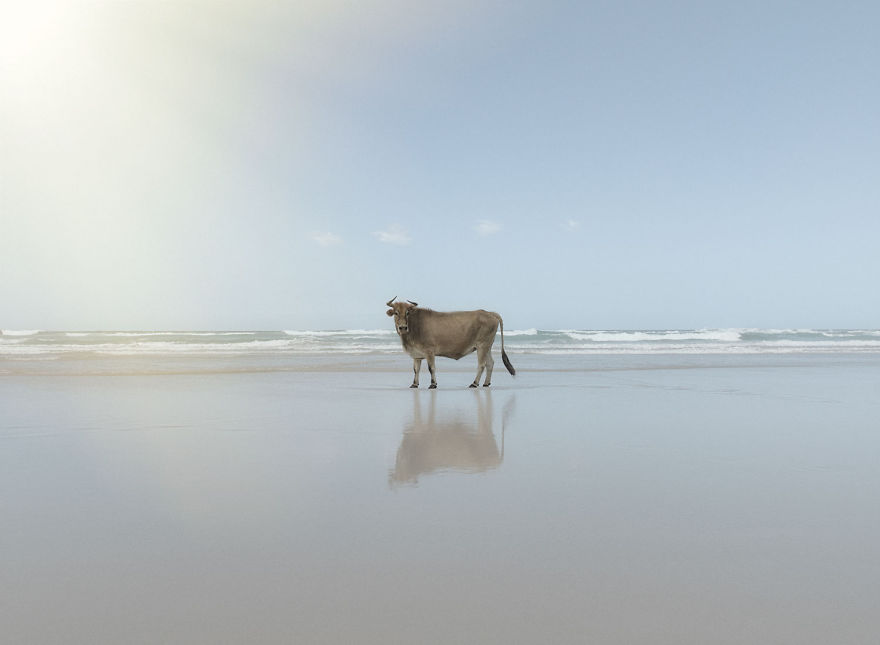 Cows Hit The Beach For Sun, Fun And Surf Cows Hit The Beach For Sun, Fun And Surf