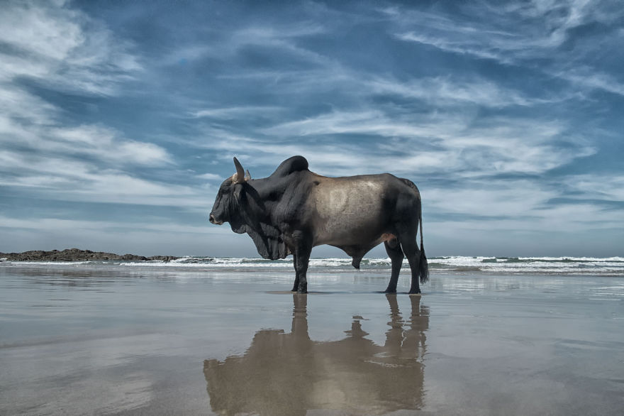 Cows Hit The Beach For Sun, Fun And Surf