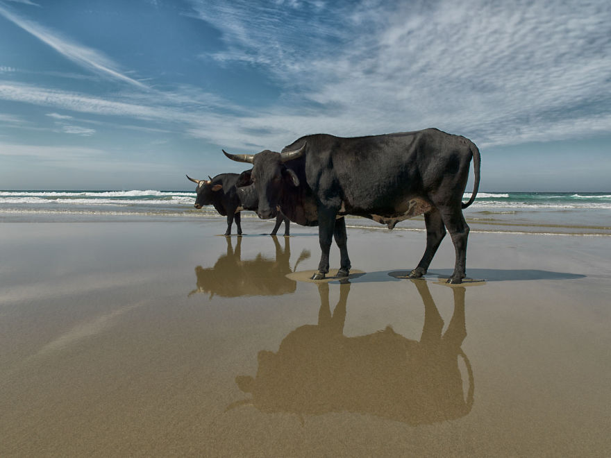 Cows Hit The Beach For Sun, Fun And Surf Cows Hit The Beach For Sun, Fun And Surf