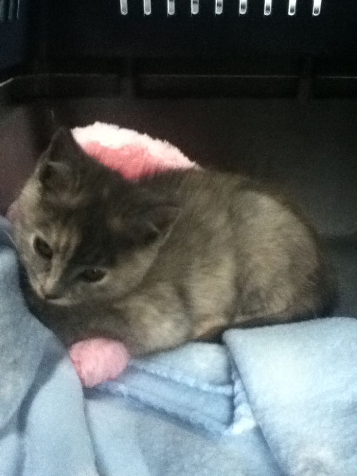 The Story Of My Cat Alice - A Two-Faced Kitten