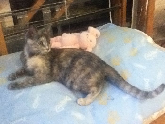 The Story Of My Cat Alice - A Two-Faced Kitten