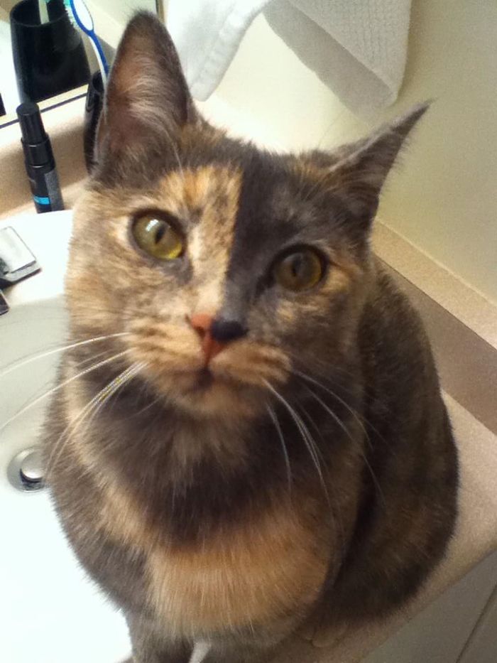 The Story Of My Cat Alice - A Two-Faced Kitten