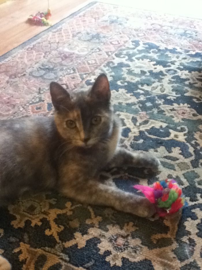 The Story Of My Cat Alice - A Two-Faced Kitten