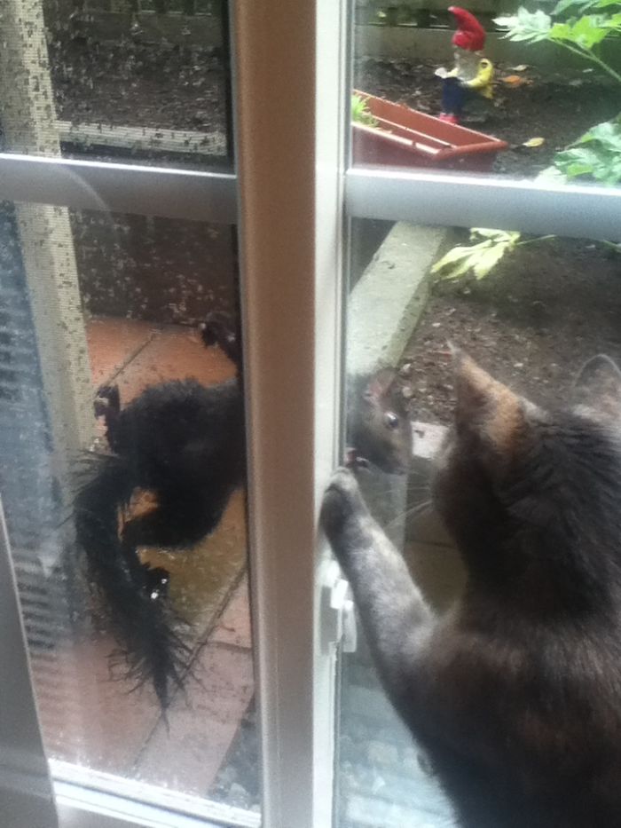 The Story Of My Cat Alice - A Two-Faced Kitten