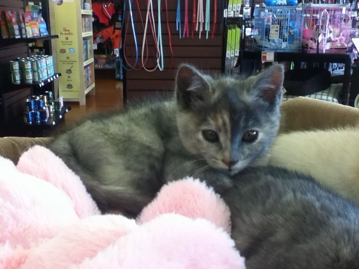 The Story Of My Cat Alice - A Two-Faced Kitten