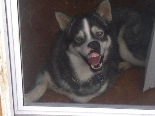 These Dogs Just Don't Get Windows