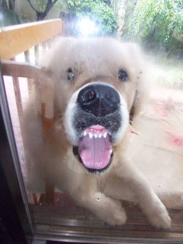 These Dogs Just Don't Get Windows