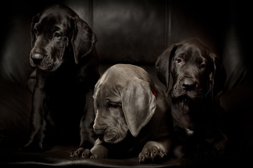 What Happens When Three Adorable Great Dane Puppies Pose What Happens When Three Adorable Great Dane Puppies Pose