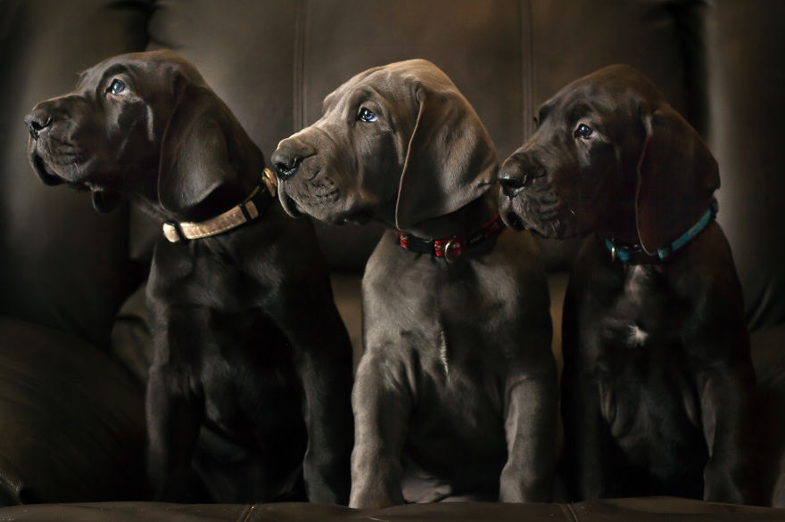 What Happens When Three Adorable Great Dane Puppies Pose