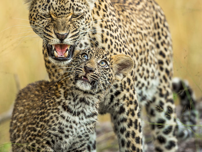 Appreciate And Protect Africa’s Predators