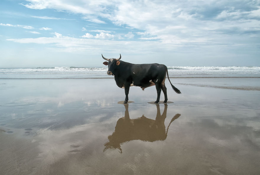 Cows Hit The Beach For Sun, Fun And Surf Cows Hit The Beach For Sun, Fun And Surf