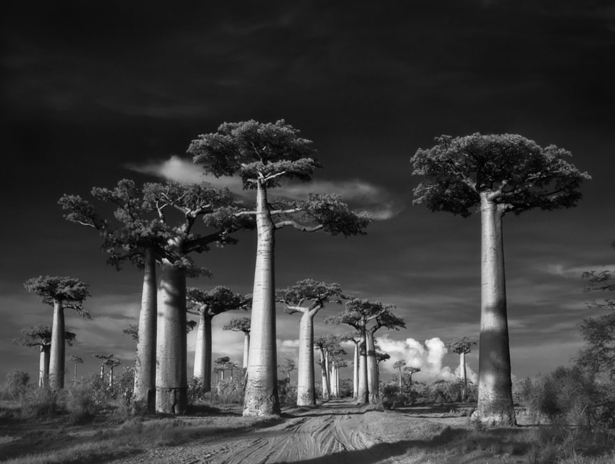 ancient-trees-beth-moon-1 ancient-trees-beth-moon-1