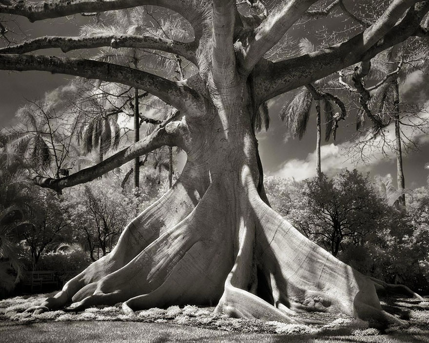 ancient-trees-beth-moon-10 ancient-trees-beth-moon-10