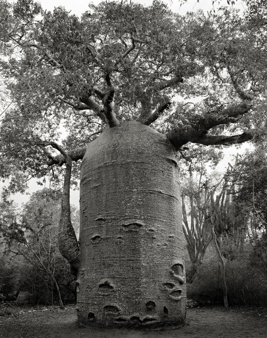 ancient-trees-beth-moon-11 ancient-trees-beth-moon-11