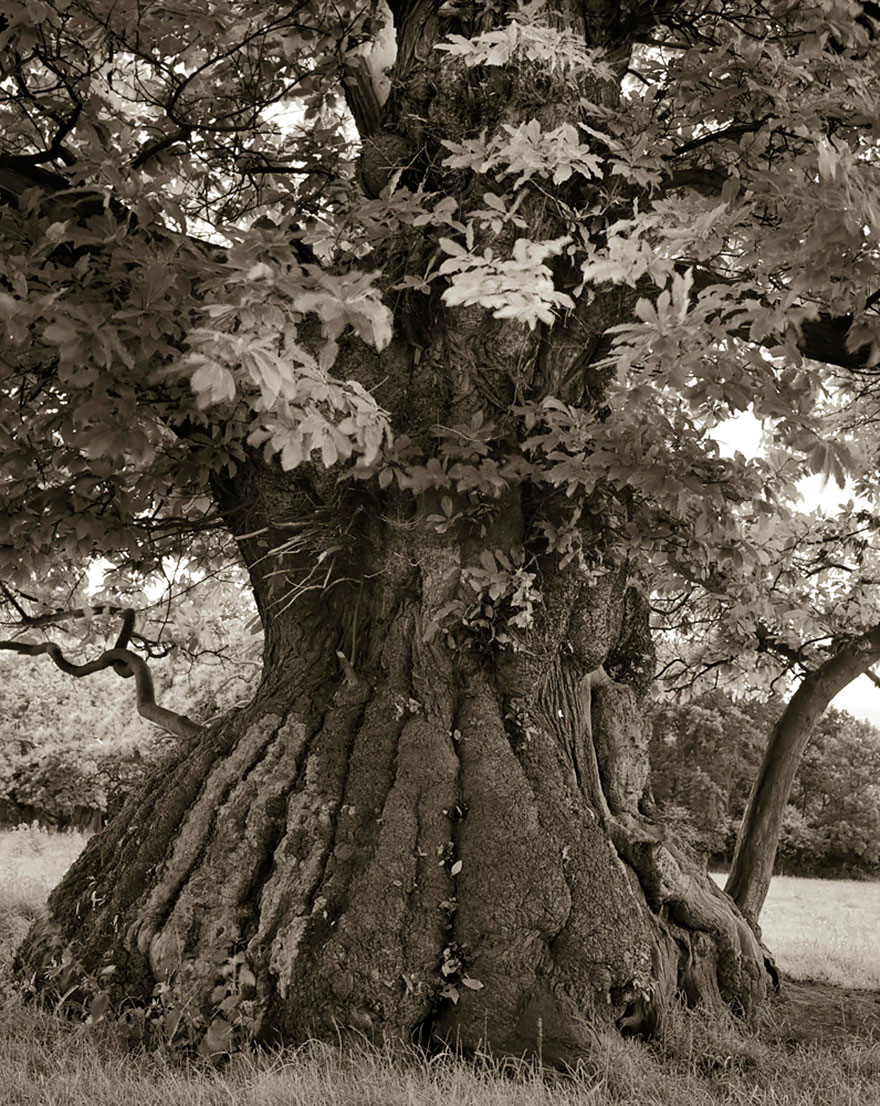 ancient-trees-beth-moon-12 ancient-trees-beth-moon-12