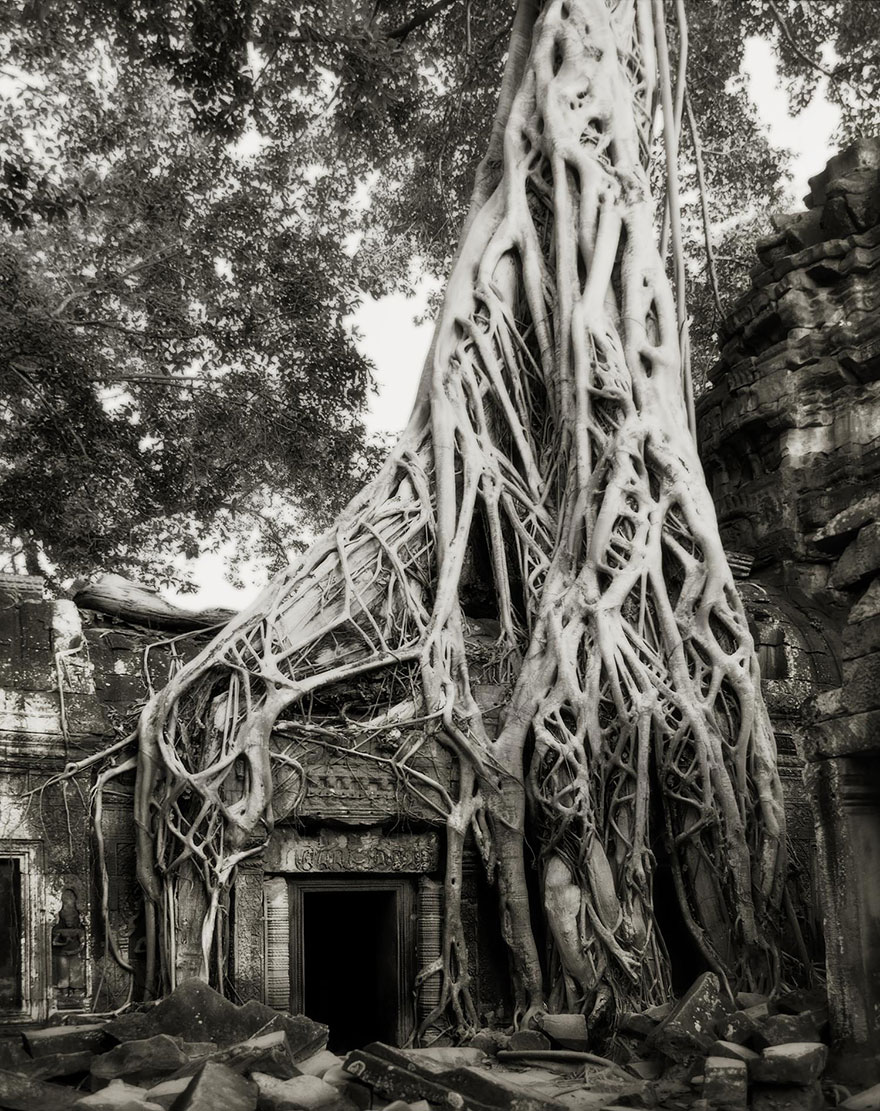 ancient-trees-beth-moon-13 ancient-trees-beth-moon-13