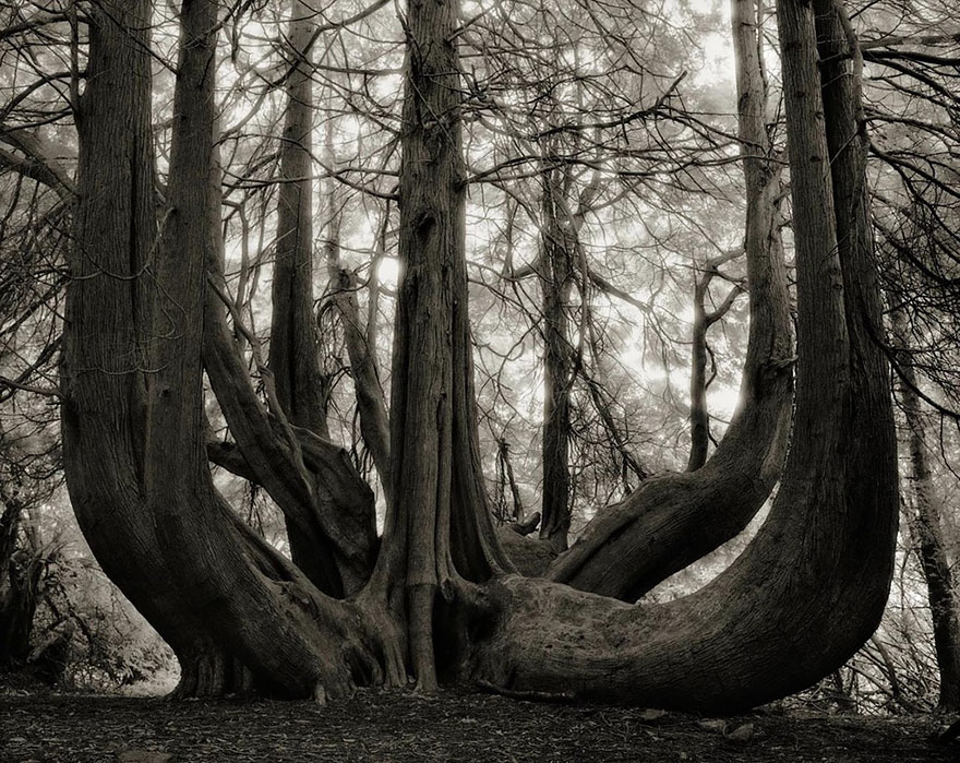 ancient-trees-beth-moon-14 ancient-trees-beth-moon-14