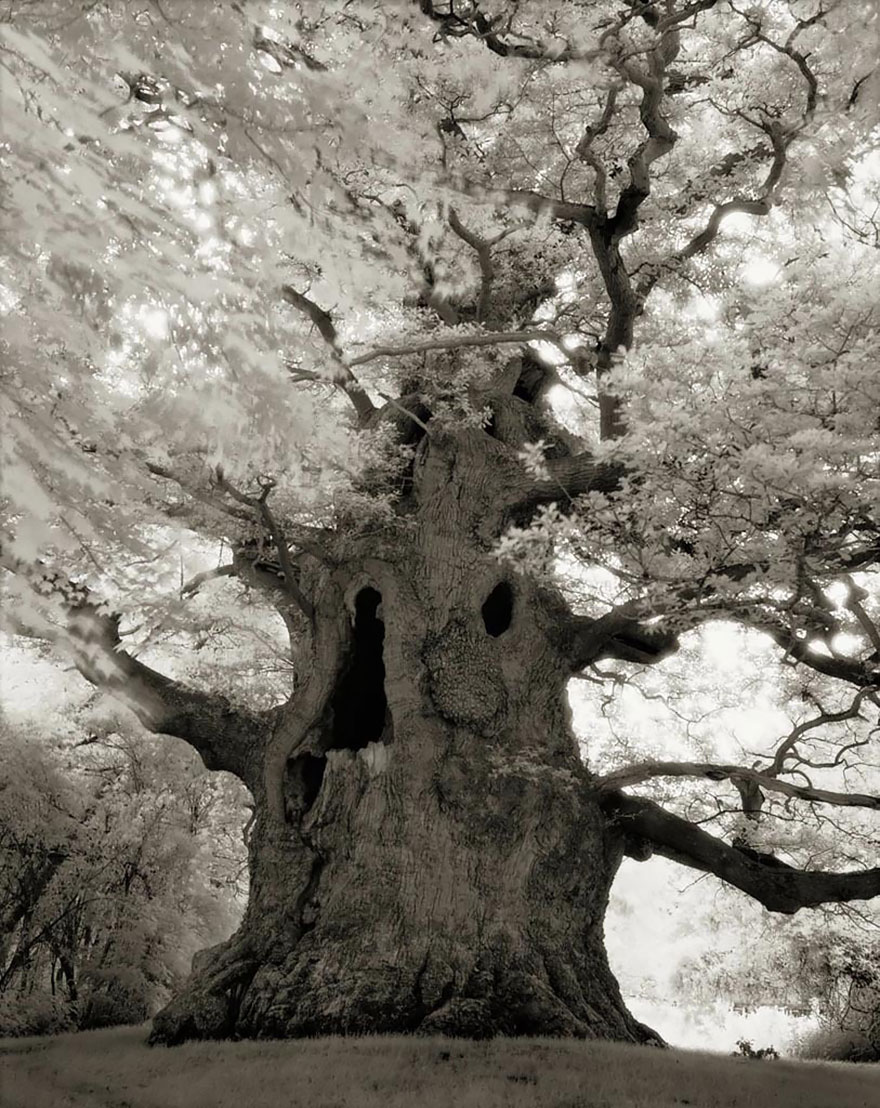 ancient-trees-beth-moon-16 ancient-trees-beth-moon-16