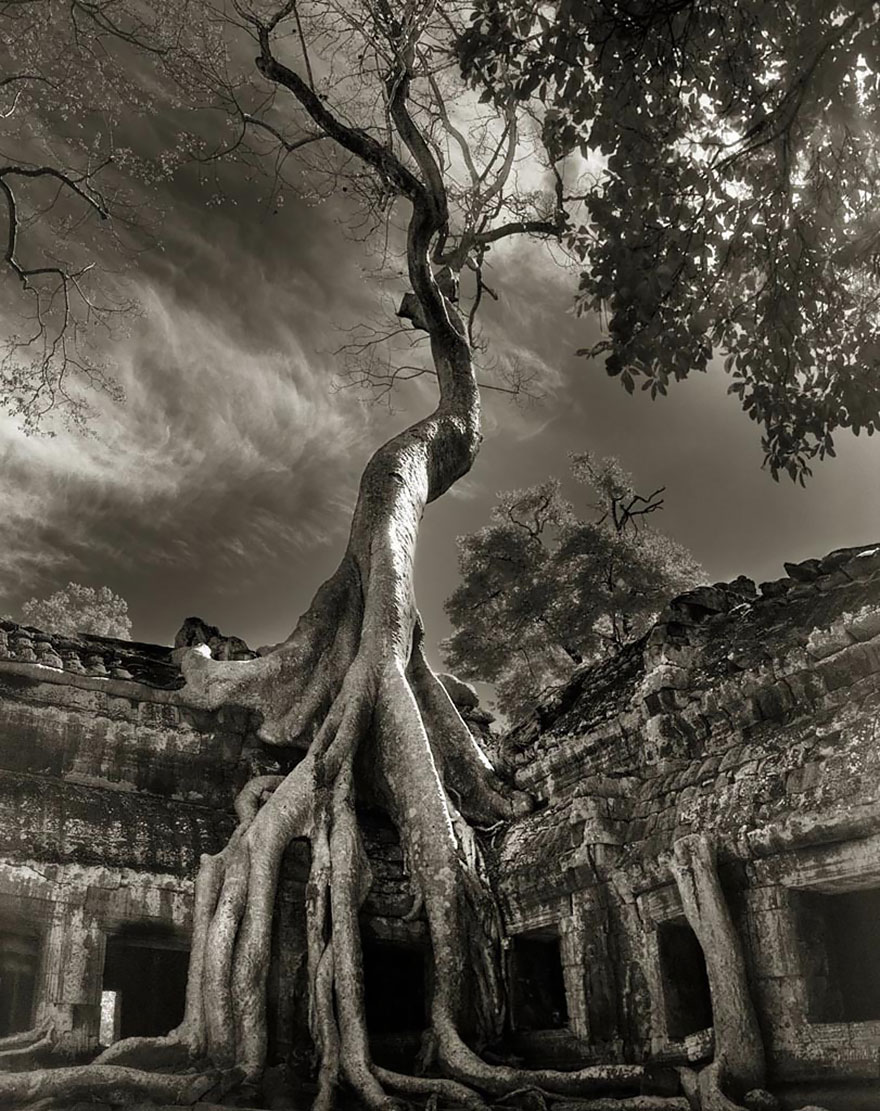ancient-trees-beth-moon-17 ancient-trees-beth-moon-17
