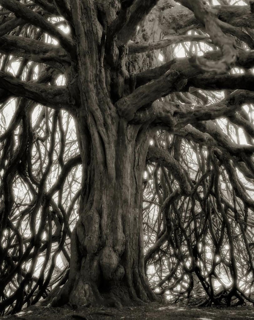 ancient-trees-beth-moon-18 ancient-trees-beth-moon-18