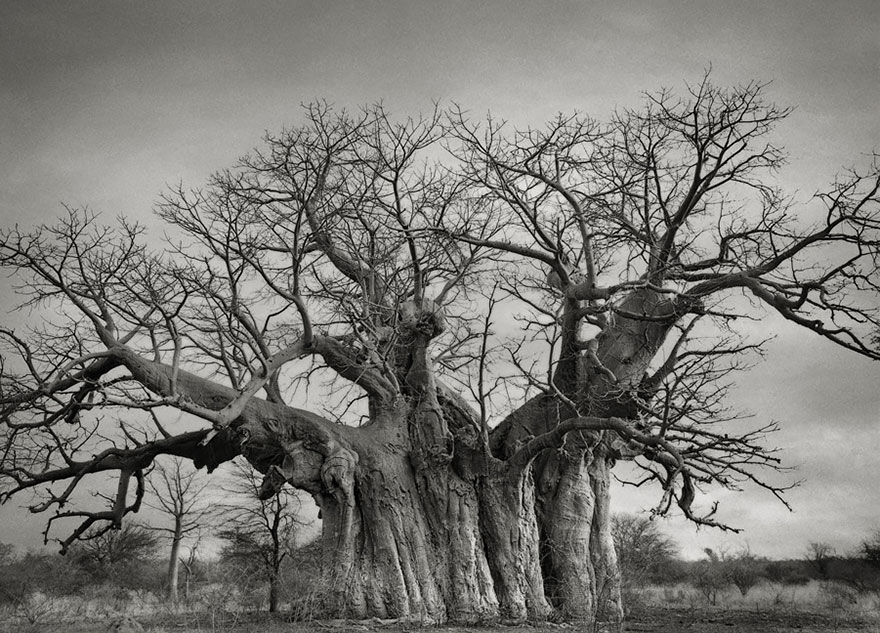ancient-trees-beth-moon-3 ancient-trees-beth-moon-3