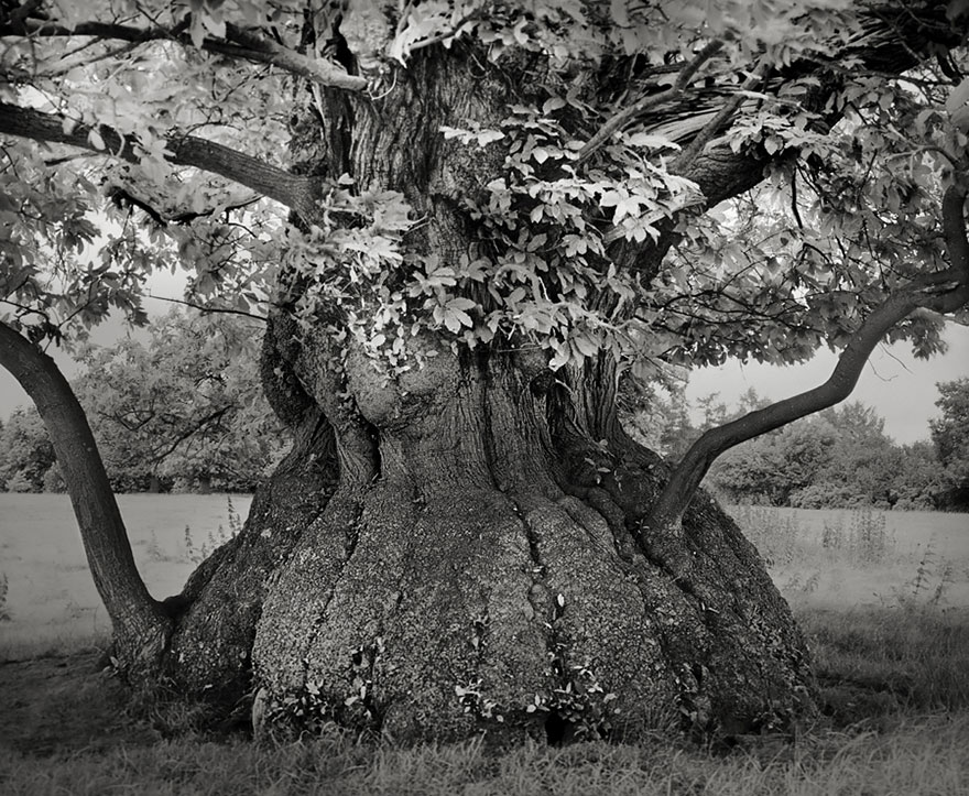 ancient-trees-beth-moon-4 ancient-trees-beth-moon-4