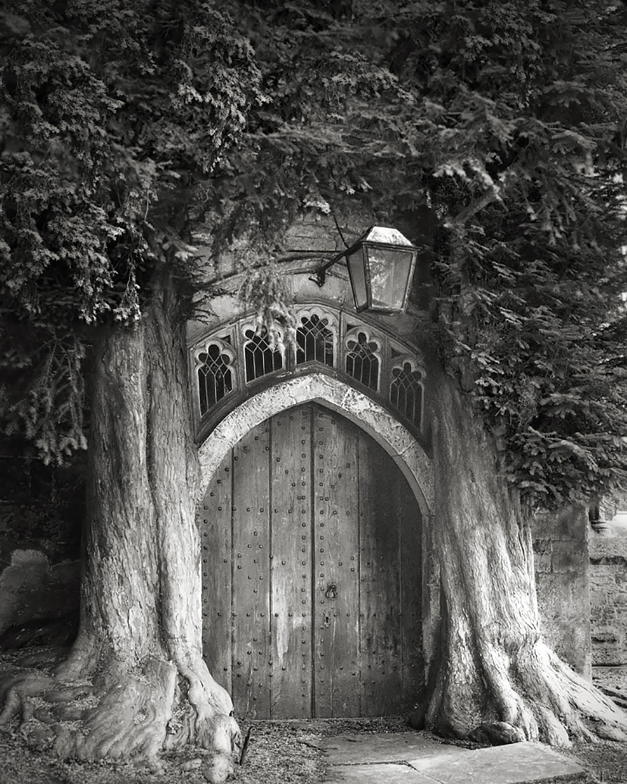 ancient-trees-beth-moon-6 ancient-trees-beth-moon-6
