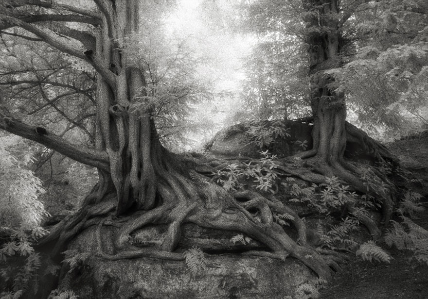 ancient-trees-beth-moon-7 ancient-trees-beth-moon-7