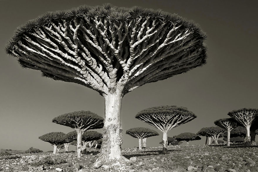 ancient-trees-beth-moon-9 ancient-trees-beth-moon-9