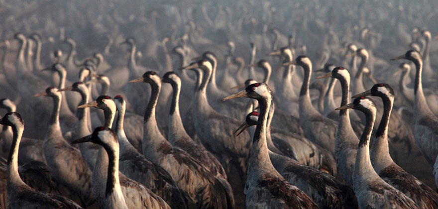 Red Crowned Cranes in Israel