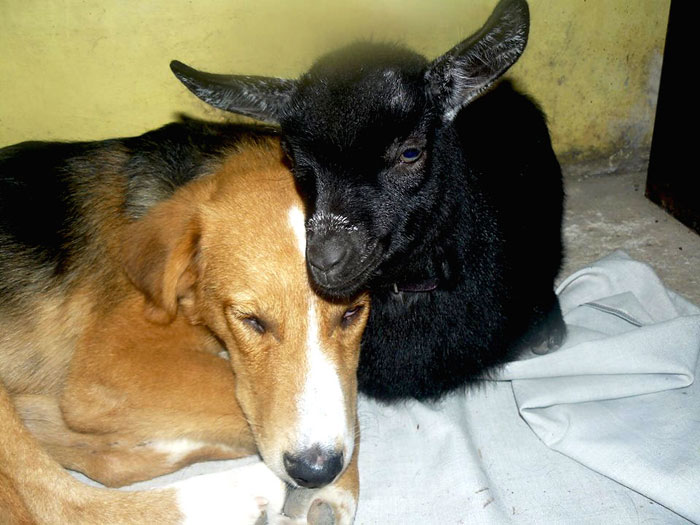 Jewel Was Left To Die In The Cold But These People In Bulgaria Could Not Let It Happen