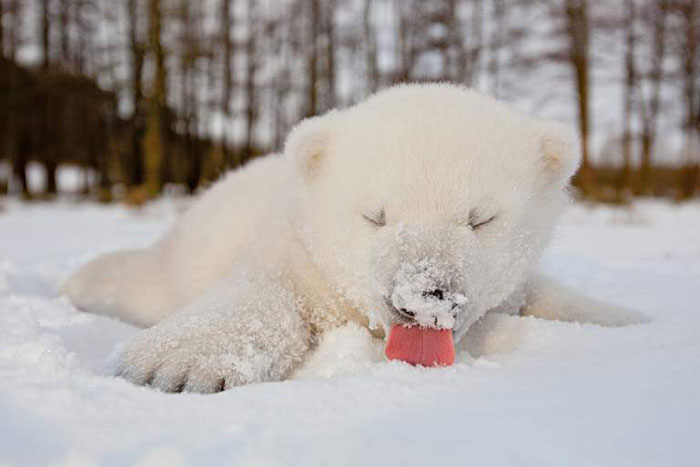 This Baby Polar Bear Saw Snow For The First Time