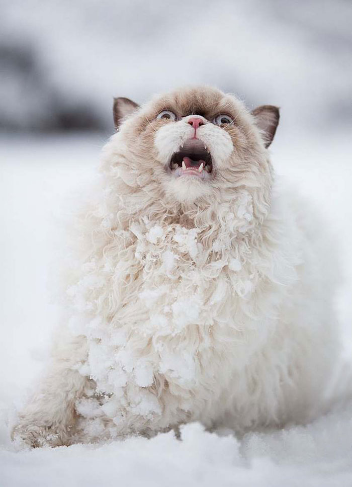 This Persian Cat Discovers Snow For The First Time