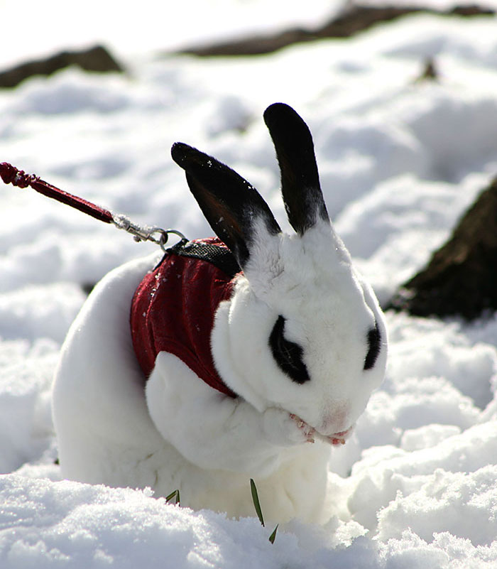 Ophie's First Time In The Snow