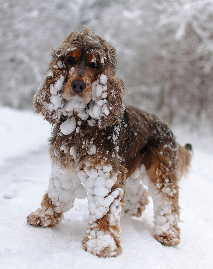 First Snow Day With A Cocker Spaniel
