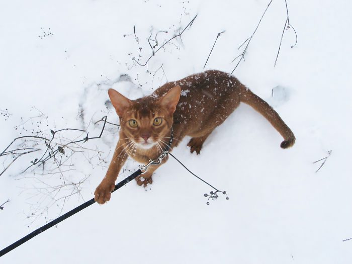 Nacho On His First Snow Day Ever