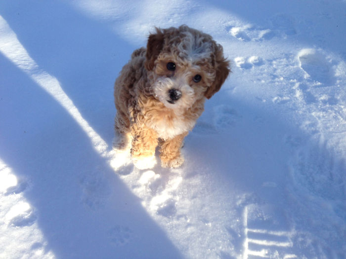Daisy's First Snow Day