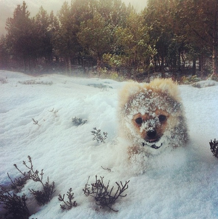Puppy Playing In The Snow For The First Time